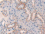 DAB staining on IHC-P; Samples: Mouse Kidney Tissue.