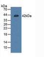 Western Blot; Sample:Rat Placenta Tissue.