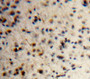 Used in DAB staining on fromalin fixed paraffin-embedded Brain tissue