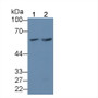 Western Blot; Sample: Lane1: Procine Skeletal muscle lysate; Lane2: Mouse Testis lysate; Primary Ab: 1µg/mL Rabbit Anti-Human KPNa3 Antibody; Second Ab: 0.2µg/mL HRP-Linked Caprine Anti-Rabbit IgG Polyclonal Antibody;