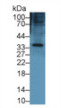 Western Blot; Sample: Mouse Small intestine lysate; Primary Ab: 1µg/ml Rabbit Anti-Mouse KERA Antibody Second Ab: 0.2µg/mL HRP-Linked Caprine Anti-Rabbit IgG Polyclonal Antibody