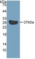 Western Blot; Sample: Recombinant KATNA1, Mouse.