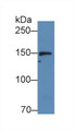 Western Blot; Sample: Human Hela cell lysate; ; Primary Ab: 4µg/ml Rabbit Anti-Human JAK1 Antibody; Second Ab: 0.2µg/mL HRP-Linked Caprine Anti-Rabbit IgG Polyclonal Antibody;