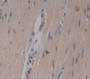 Used in DAB staining on fromalin fixed paraffin- embedded Kidney tissue