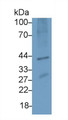 Western Blot; Sample: Mouse Kidney lysate; Primary Ab: 3μg/ml Rabbit Anti-Human GTF2A1 Antibody; Second Ab: 0.2µg/mL HRP-Linked Caprine Anti-Rabbit IgG Polyclonal Antibody;