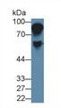 Western Blot; Sample: Rat Serum; Primary Ab: 1µg/ml Rabbit Anti-Rat HRG Antibody Second Ab: 0.2µg/mL HRP-Linked Caprine Anti-Rabbit IgG Polyclonal Antibody