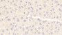 DAB staining on IHC-P; Samples: Mouse Liver Tissue; Primary Ab: 20μg/ml Rabbit Anti-Mouse HRG Antibody Second Ab: 2µg/mL HRP-Linked Caprine Anti-Rabbit IgG Polyclonal Antibody