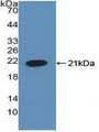 Western Blot; Sample: Recombinant HLTF, Human.