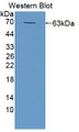 Western Blot; Sample: Recombinant protein.