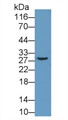 Western Blot; Sample: Recombinant protein.