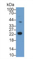 Western Blot; Sample: Rat Heart lysate; Primary Ab: 1μg/ml Rabbit Anti-Human HAND1 Antibody; Second Ab: 0.2µg/mL HRP-Linked Caprine Anti-Rabbit IgG Polyclonal Antibody;