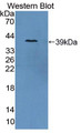 Western Blot; Sample: Recombinant protein.