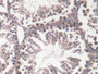 DAB staining on IHC-P; Samples: Mouse Testis Tissue;  Primary Ab: 20µg/ml Rabbit Anti-Mouse GMNN Ant