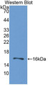 Western Blot; Sample: Recombinant protein.