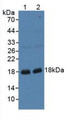 Western Blot; Sample: Lane1: Porcine Stomach Tissue; Lane2: Rat Stomach Tissue.