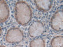 DAB staining on IHC-P; Samples: Human Stomach Tissue; Primary Ab: 30µg/ml Rabbit Anti-Human GKN1 Antibody Second Ab: 2µg/mL HRP-Linked Caprine Anti-Rabbit IgG Polyclonal Antibody