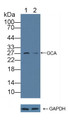 Knockout Varification: ; Lane 1: Wild-type HL60 cell lysate; ; Lane 2: GCA knockout HL60 cell lysate; ; Predicted MW: 24kd ; Observed MW: 27kd; Primary Ab: 1µg/ml Rabbit Anti-Human GCA Antibody; Second Ab: 0.2µg/mL HRP-Linked Caprine Anti-Rabbit IgG Polyclonal Antibody;