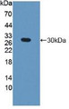 Western Blot; Sample: Recombinant GAMT, Mouse.