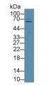 Western Blot; Sample: Porcine Liver lysate; Primary Ab: 1µg/ml Rabbit Anti-Human FUR Antibody Second Ab: 0.2µg/mL HRP-Linked Caprine Anti-Rabbit IgG Polyclonal Antibody