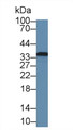 Western Blot; Sample: Human A375 cell lysate; Primary Ab: 3µg/ml Rabbit Anti-Rat FBL Antibody Second Ab: 0.2µg/mL HRP-Linked Caprine Anti-Rabbit IgG Polyclonal Antibody