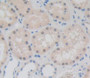 Used in DAB staining on fromalin fixed paraffin- embedded kidney tissue