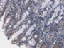 DAB staining on IHC-P; Samples: Mouse Colon Tissue)