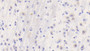 DAB staining on IHC-P. Samples: Mouse Tissue)