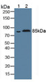 Western Blot; Sample: Lane1: Rat Serum; Lane2: Rat Placenta Tissue.