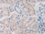 DAB staining on IHC-P; Samples: Rat Kidney Tissue; Primary Ab: 30µg/ml Rabbit Anti-Rat FBLN1 Antibody Second Ab: 2µg/mL HRP-Linked Caprine Anti-Rabbit IgG Polyclonal Antibody