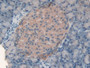 DAB staining on IHC-P; Samples: Rat Pancreas Tissue; Primary Ab: 10µg/ml Rabbit Anti-Rat FASN Antibody Second Ab: 2µg/mL HRP-Linked Caprine Anti-Rabbit IgG Polyclonal Antibody