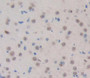 Used in DAB staining on fromalin fixed paraffin- embedded brain tissue