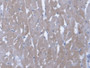 DAB staining on IHC-P; Samples: Rat Cardiac Muscle Tissue;  Primary Ab: 20µg/ml Rabbit Anti-Rat EDN3