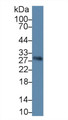 Western Blot; Sample: Rat Liver lysate; Primary Ab: 1µg/ml Rabbit Anti-Rat ERP29 Antibody Second Ab: 0.2µg/mL HRP-Linked Caprine Anti-Rabbit IgG Polyclonal Antibody