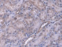 DAB staining on IHC-P; Samples: Rat Kidney Tissue; Primary Ab: 20µg/ml Rabbit Anti-Rat ERP29 Antibody Second Ab: 2µg/mL HRP-Linked Caprine Anti-Rabbit IgG Polyclonal Antibody