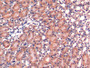 DAB staining on IHC-P; Samples: Mouse Kidney Tissue;  Primary Ab: 20µg/ml Rabbit Anti-Mouse ERP29 An