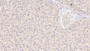 DAB staining on IHC-P; Samples: Human Liver Tissue; Primary Ab: 20μg/ml Rabbit Anti-Human ENDOG Antibody Second Ab: 2µg/mL HRP-Linked Caprine Anti-Rabbit IgG Polyclonal Antibody