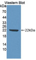 Western Blot; Sample: Recombinant protein.