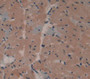 Dystrophin Associated Glycoprotein 1 (Dag1) Polyclonal Antibody, Cat#CAU24270