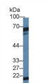 Western Blot; Sample: Mouse Testis lysate; Primary Ab: 1µg/ml Rabbit Anti-Mouse DKC Antibody Second Ab: 0.2µg/mL HRP-Linked Caprine Anti-Rabbit IgG Polyclonal Antibody