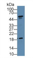 Western Blot; Sample: Mouse Testis lysate; &lt;br/&gt;Primary Ab: 1µg/ml Rabbit Anti-Mouse DKC Antibody&lt;br/&gt;Second Ab: 0.2µg/mL HRP-Linked Caprine Anti-Rabbit IgG Polyclonal Antibody&lt;br/&gt;