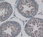 Used in DAB staining on fromalin fixed paraffin- embedded testis tissue