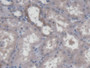 DAB staining on IHC-P; Samples: Human Kidney Tissue