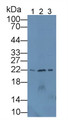 Western Blot; Sample: Lane1: Mouse Skin lysate; Lane2: Mouse Small intestine lysate; Lane3: Rat Skin lysate; Primary Ab: 3µg/mL Rabbit Anti-Mouse DPT Antibody; Second Ab: 0.2µg/mL HRP-Linked Caprine Anti-Rabbit IgG Polyclonal Antibody;