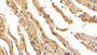 Dermatopontin (Dpt) Polyclonal Antibody, Cat#CAU24285