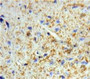 Used in DAB staining on fromalin fixed paraffin-embedded Brain tissue