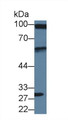 Western Blot; Sample: Human U2OS cell lysate; Primary Ab: 3µg/ml Rabbit Anti-Human DBN1 Antibody Second Ab: 0.2µg/mL HRP-Linked Caprine Anti-Rabbit IgG Polyclonal Antibody