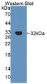 Western Blot; Sample: Recombinant protein.