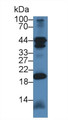 Western Blot; Sample: Mouse Cerebellum lysate; Primary Ab: 1µg/ml Rabbit Anti-Mouse CHN2 Antibody Second Ab: 0.2µg/mL HRP-Linked Caprine Anti-Rabbit IgG Polyclonal Antibody