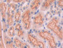 DAB staining on IHC-P; Samples: Rat Kidney Tissue; Primary Ab: 20µg/ml Rabbit Anti-Rat CUBN Antibody Second Ab: 2µg/mL HRP-Linked Caprine Anti-Rabbit IgG Polyclonal Antibody