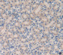 Cubilin (Cubn) Polyclonal Antibody, Cat#CAU24314